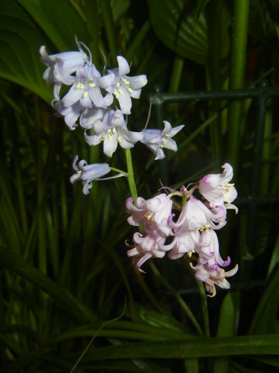 Hyacinthoides hispanica (2015, May 08) - HYACINTHOIDES Hispanica