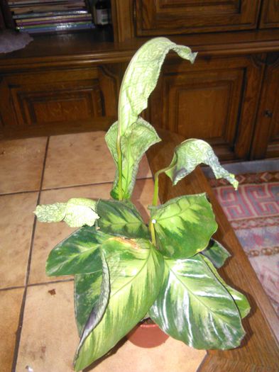 calathea primita poza 3