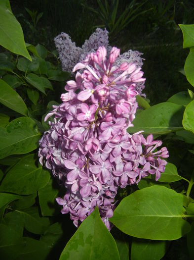 Lilac Ruhm von Horstenstein (`15,May03)