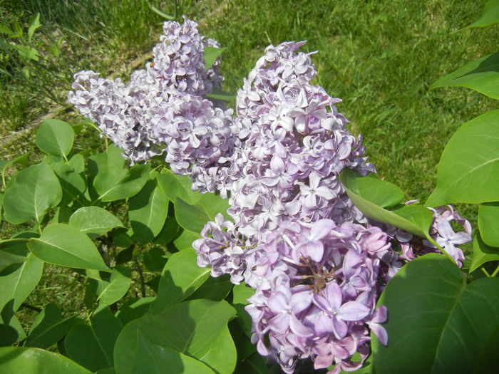Lilac Ruhm von Horstenstein (`15,May03)