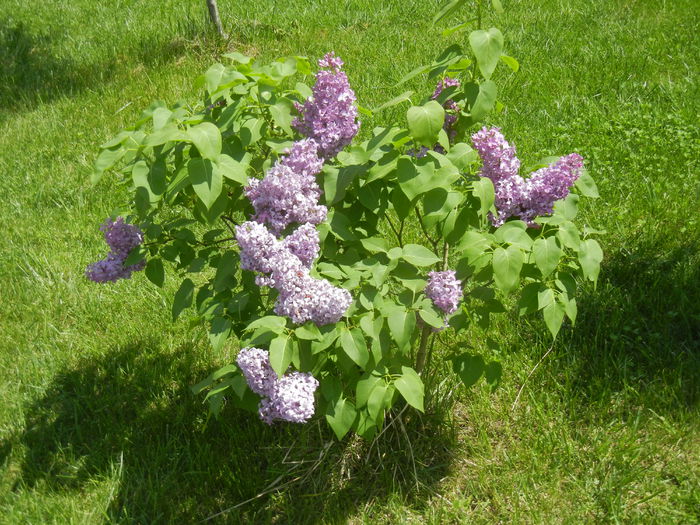 Lilac Ruhm von Horstenstein (`15,May03)