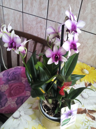 IMG_20150522_103705 - florile mele dragi