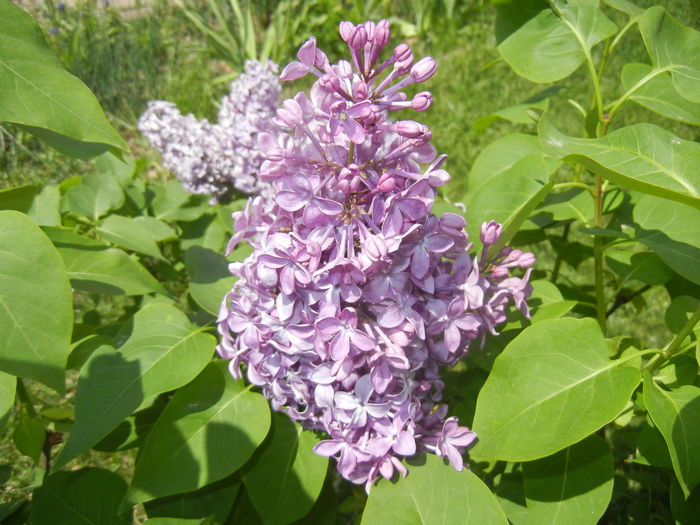 Lilac Ruhm von Horstenstein (`15,May03)