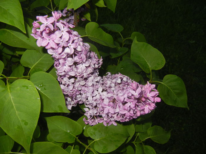 Lilac Ruhm von Horstenstein (`15,May03)