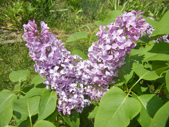 Lilac Ruhm von Horstenstein (`15,May03)