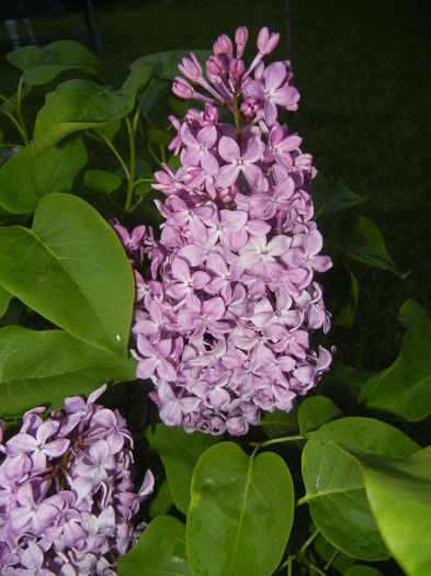 Lilac Ruhm von Horstenstein (`15,May03)