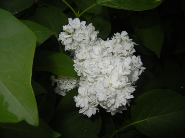 White Lilac Tree (2015, May 03)