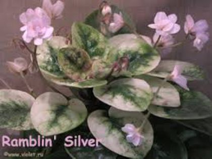 Ramblin Silver - Violete