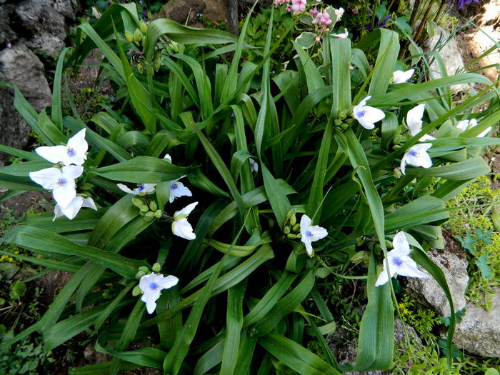 Tradescantia OSPREY