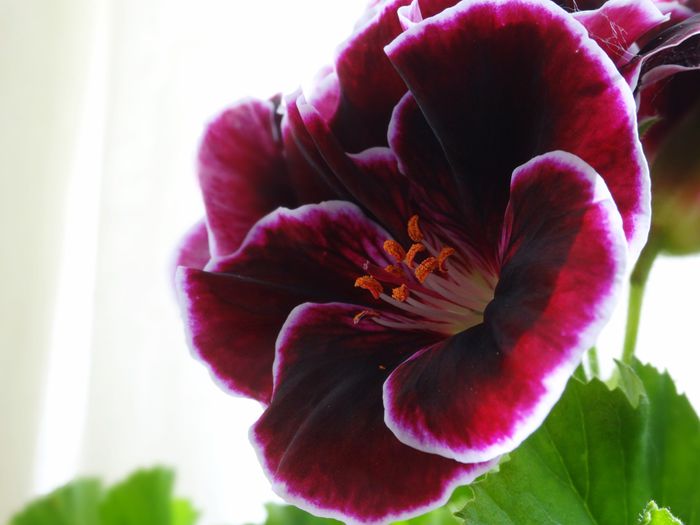 Muscata cu flori mari