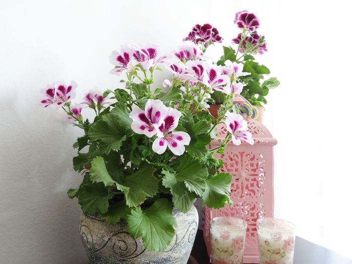 Coltul cu muscate - Muscate