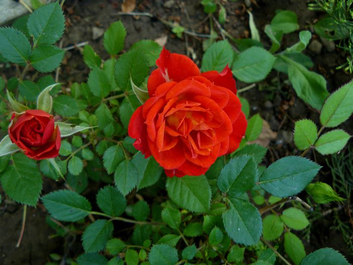 Frumuselul de la Gabi