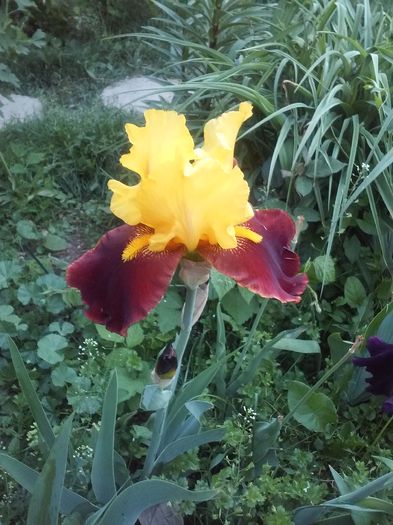Andalou (4) - Irisi intermedia si inalti