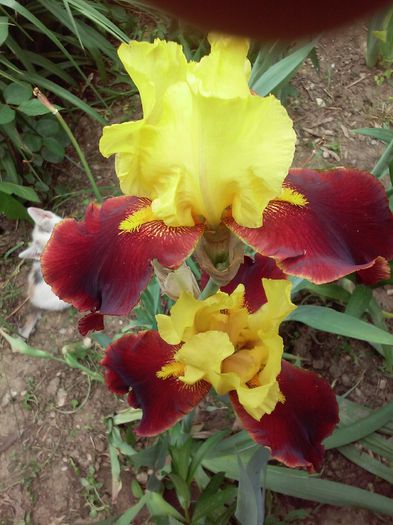 Andalou (8) - Irisi intermedia si inalti