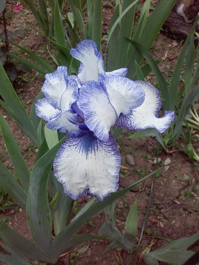 Hey looky (2) - Irisi intermedia si inalti