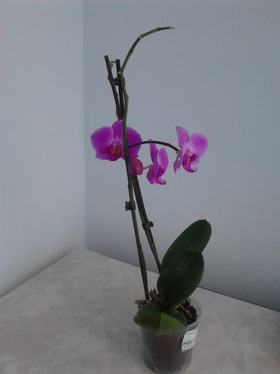 orhidee - Mov
