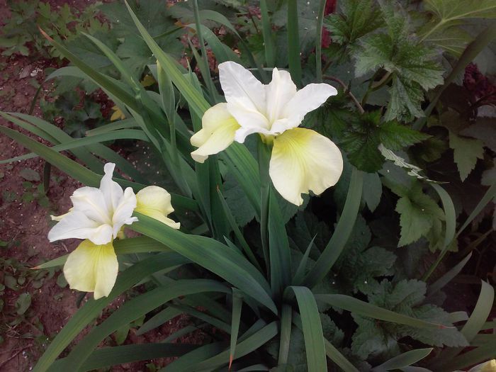 Iris sibirica (2) - Irisi intermedia si inalti