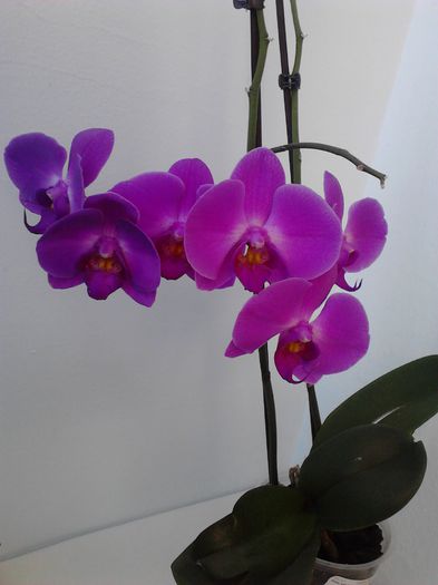 orhidee - Mov