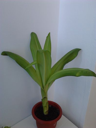  - ZZ Eucomis bicolor