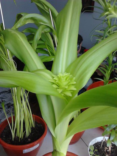  - ZZ Eucomis bicolor