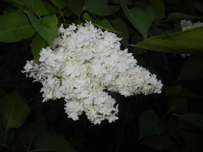 White Lilac Tree (2015, May 03) - Syringa vulgaris White