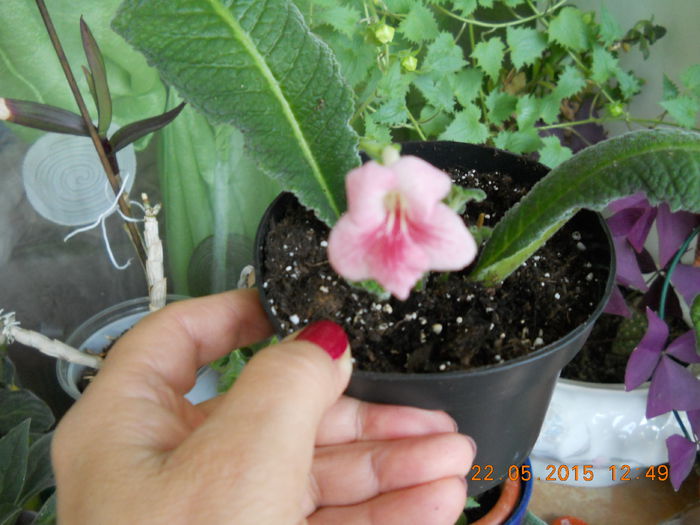 005 - SPLENDORILE VERII 2015