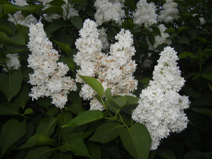 White Lilac Tree (2015, May 03) - Syringa vulgaris White