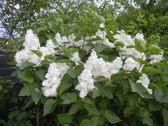 White Lilac Tree (2015, May 03) - Syringa vulgaris White