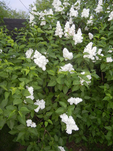 White Lilac Tree (2015, May 03) - Syringa vulgaris White