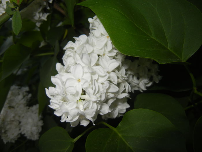 White Lilac Tree (2015, May 03)