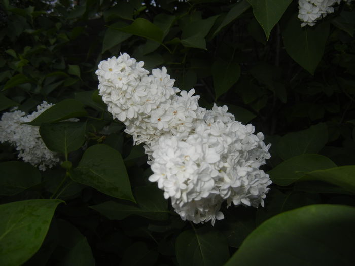 White Lilac Tree (2015, May 03)