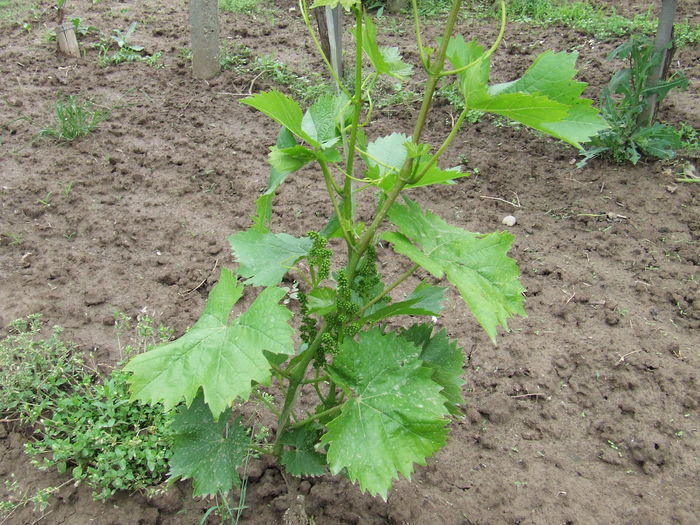 2015-05-22 14.22.49 - Plantatie struguri de masa