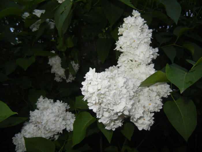 White Lilac Tree (2015, May 03) - Syringa vulgaris White
