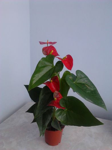 Anthurium rosu (spadix galben) - ZZ Anthurium