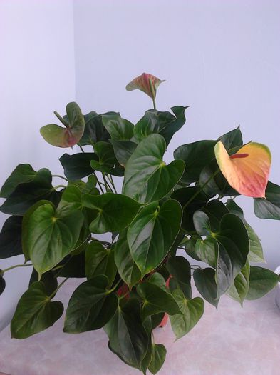 Anthurium roz