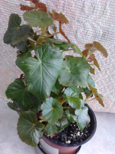 Begonia rosie