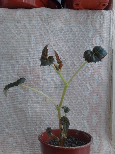 Begonia cascada alba