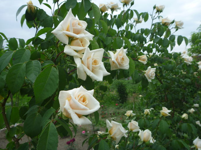 Ilse Krohn - Colectie trandafiri