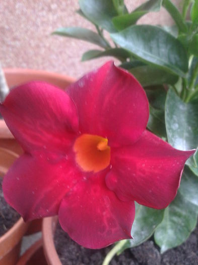 Fotografie-0099 - dipladenia