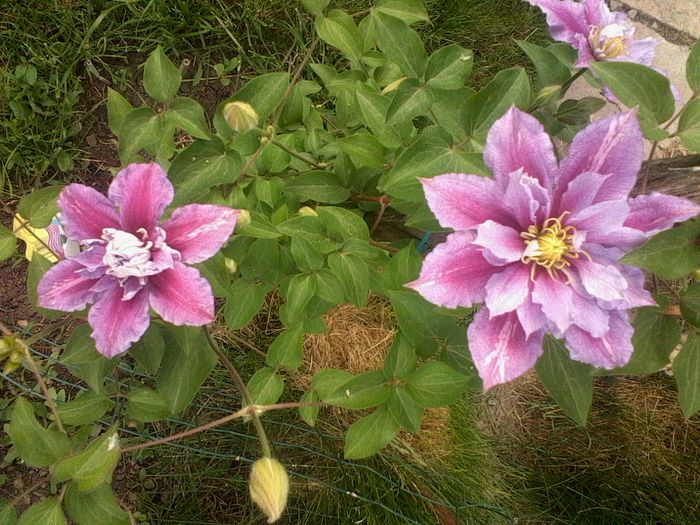 Clematita Piilu, 2015; Cumparata acum 2 ani de la Lidl.
In primul an a fost plantata la semiumbra unde am vazut ca nu prea a evoluat.Anul trecut in toamna am mutat-o la soare. Prima data cand face flori duble.
