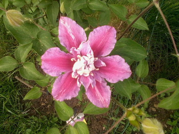 Clematita Piilu; Prima floare dubla, de cand o am in gradina,  2015
