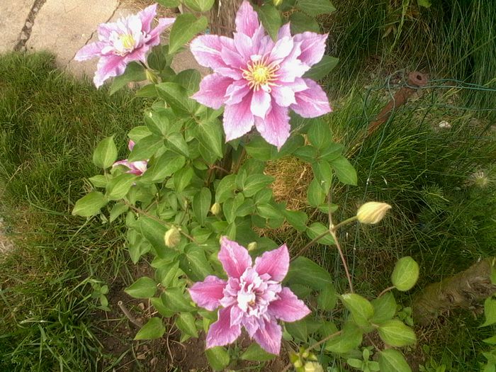 Clematita Piilu - clematite