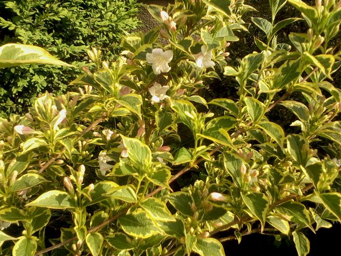 Weigela variegata mai 2015. - weigella