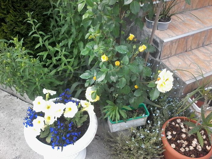 20150522_170730 - Trandafiri 2014 - 2015-2016