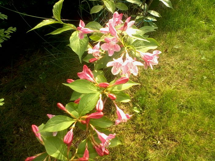 Weigela roz  mai 2015; Este foarte interesanta.Florile in stadiul de boboc, sunt roz, iar cand se deschid in interior sunt aproape albe, iar in exterior sunt roz. Foarte bine da contrastul cu frunzele verzi.
