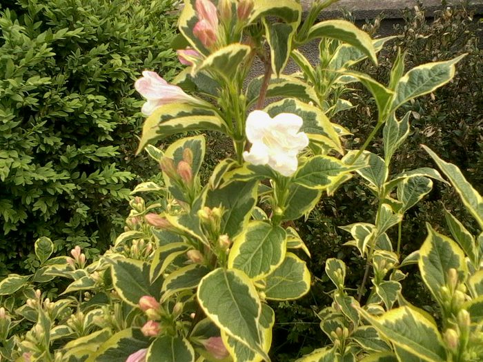 Weigela Variegata 2015