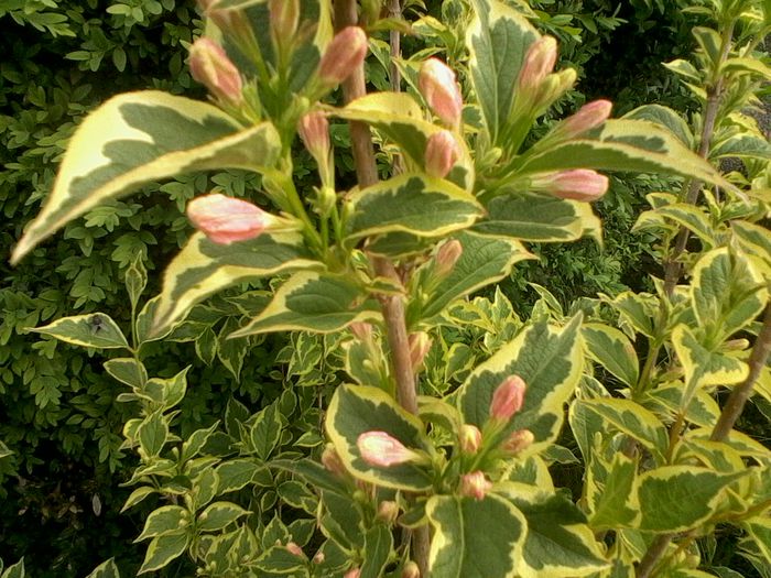 weigela variegata2015