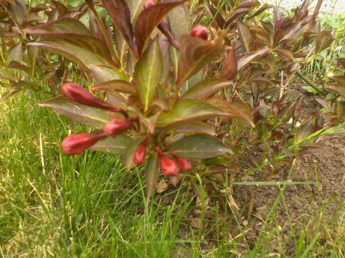 Weigela cu frunze inchise la culoare