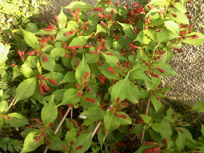 Weigela cu flori rosii 2015; Mai 2015
