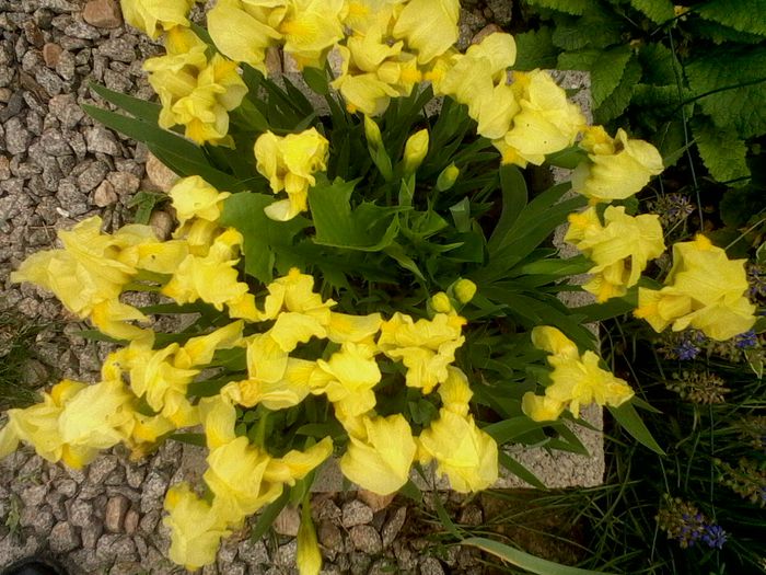 Irisi pitici - irisi pitici